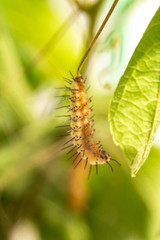 Caterpillar In Garden Setting