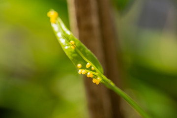 Butterfly Eggs Sitting On Plant Leaf