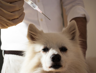 cute white small dog gets a special syringe at the vet clinic