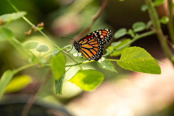 Monarch Butterfly in Green Garden