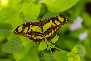 Green Malachite Butterfly In Garden In Florida