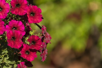 Petunia flowers on blurred background. Red summer flowers on blurred green background. Copy space
