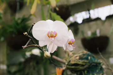 Beautiful orchid flower. Phalaenopsis plant.