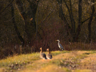 Obraz na płótnie Canvas Grey heron and Greater white-fronted goose - Anser albifrons on a meadow