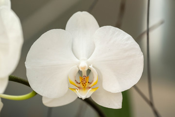 Naklejka na ściany i meble Close Up White Orchid Flower in Garden