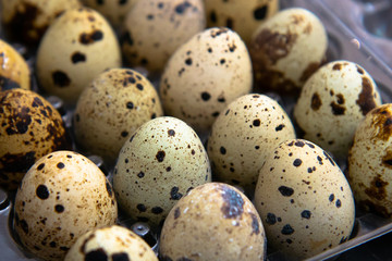 quail eggs in a tray top view on a black background