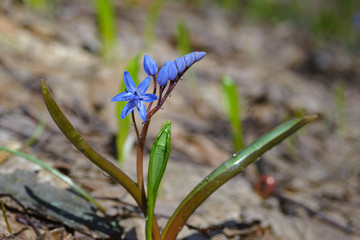 A blue delicate Scilla flower in early spring. Awakening of nature.