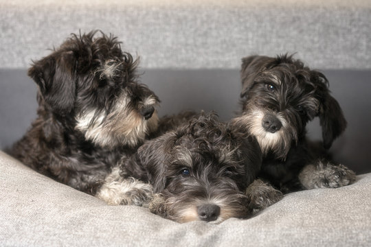 Portrait of three cute miniatyre schnauzer puppies laying on the sofa