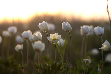  flowering spring field. rare white flower