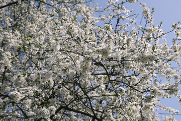 White flowers in spring garden. Blooming trees