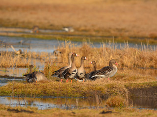 Greater white-fronted goose - Anser albifrons on a meadow