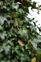Green ivy crawling on the tree in the garden.