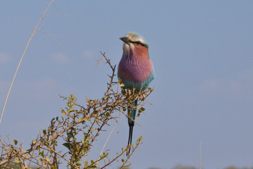 Lilac Breasted Roller sitting in an Acacia tree in Kruger National Park