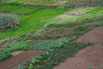 Kleine Felder auf Madeira (Porto Moniz)