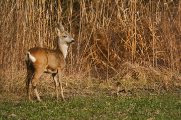 Roe deer - Capreolus capreolus on a meadow