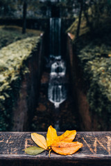 autumn leaves in park