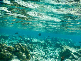sea backgound
