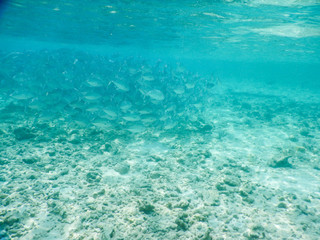 background shoal of fishes
