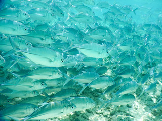 background shoal of fishes