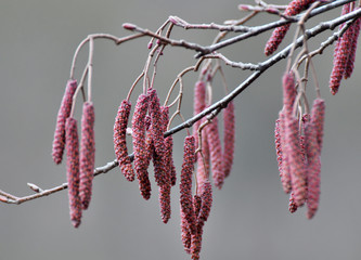 On the branch of black alder (Alnus glutinosa) hang inflorescences of earrings.