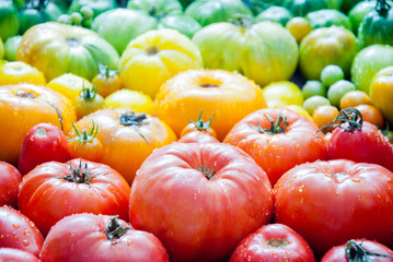 Fresh organic red, yellow and green tomatoes rainbow background