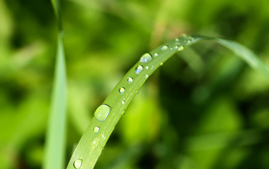 Green wet grass in water drops after rain. Fresh summer plants in sunlight.