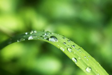 Green wet grass in water drops after rain. Fresh summer plants in sunlight.