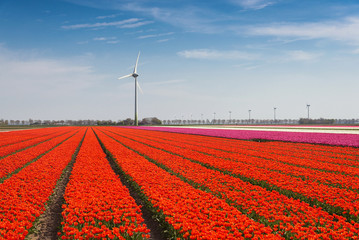 Fototapeta na wymiar blooming tulip fields in the Netherlands in spring time