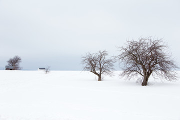 Low angle view of farm sheds and bare trees in snowy field seen during an early winter morning, St. Augustin de Desmaures area, Quebec City, Quebec, Canada