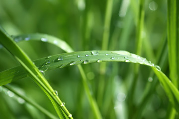 Green wet grass in water drops after rain. Fresh summer plants in sunlight.