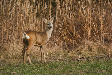 Naklejka na ściany i meble Roe deer - Capreolus capreolus on a meadow