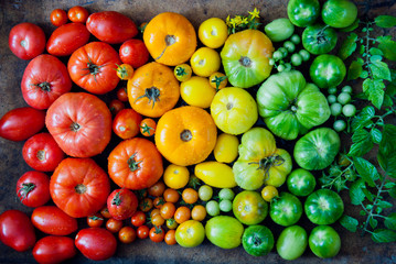 Fresh organic red, yellow and green tomatoes rainbow background