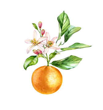 Watercolor Orange fruit. Tree branch with flowers leaves. Realistic botanical floral composition: blooming citrus, isolated illustration on white. Hand drawn exotic food design element