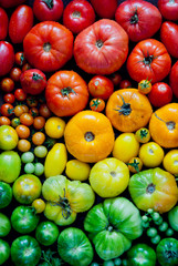 Fresh organic red, yellow and green tomatoes rainbow background