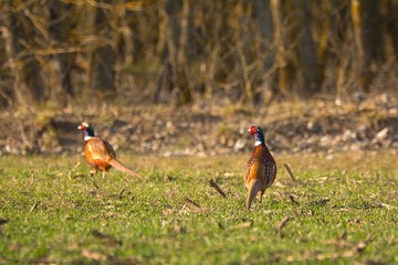 Fototapeta premium Ringneck Pheasant (Phasianus colchicus) male on meadow