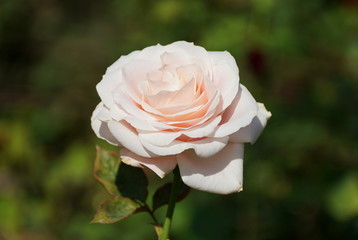 Close up of a beautiful light pink rose