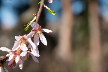 Almond bloom in the spring garden