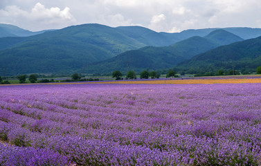 Obraz premium Lavender flower field