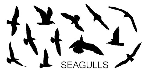 Seagull silhouettes in black, different flying positions. Set of 12 detailed shapes. - obrazy, fototapety, plakaty