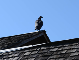 Bird about to take flight