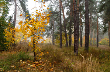Obraz premium Colorful, autumn forest. Beautiful colorful leaves. Fog in the autumn forest.