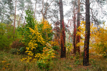 Fototapeta premium Colorful, autumn forest. Beautiful colorful leaves. Fog in the autumn forest.