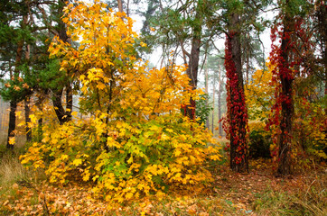 Colorful, autumn forest. Beautiful colorful leaves. Fog in the autumn forest.