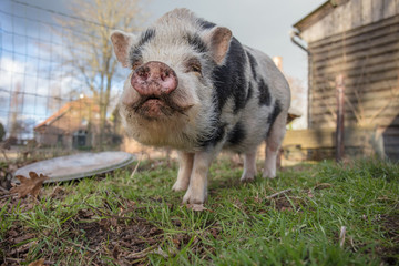 home pig in farmland