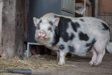 home pig in farmland