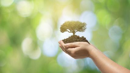 hand holding young plant on blur green nature. concept renovable energy