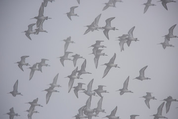 Black-tailed Godwits in flight in the fog. Their Latin name are Limosa limosa.