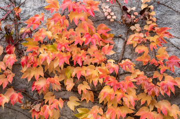 Colourful red and yellow grape leaves against the grey wall. Good for background or wallpaper