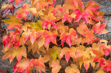 Naklejka na ściany i meble Colourful red and yellow grape leaves against the grey wall. Good for background or wallpaper