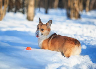cute red Corgi dog puppy walks in a winter Sunny Park in the snow, playing ball, sticking out his tongue